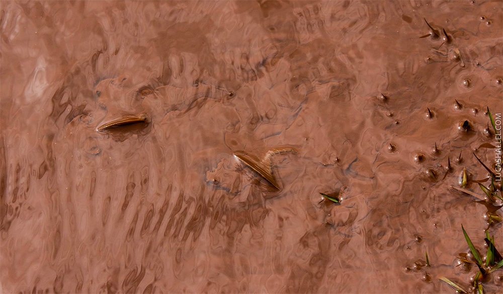 Lama de Brumadinho